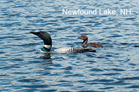 Loon and Chick - with "Newfound Lake, NH"